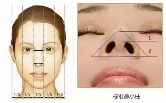 <a href='/sh' target='_blank'><u>上海美萊</u></a>鼻修復的武器-肋軟骨
