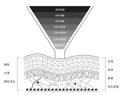 <a href='/fz/' target='_blank'><u>福州美萊</u></a>國際微整節