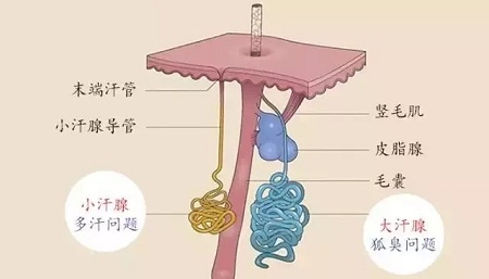 體毛旺盛跟體味重有什么關系嗎？